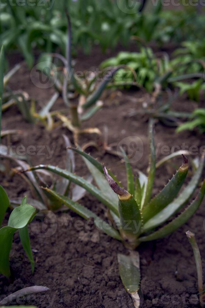 a pot of aloe is planted in the ground next to tulips photo