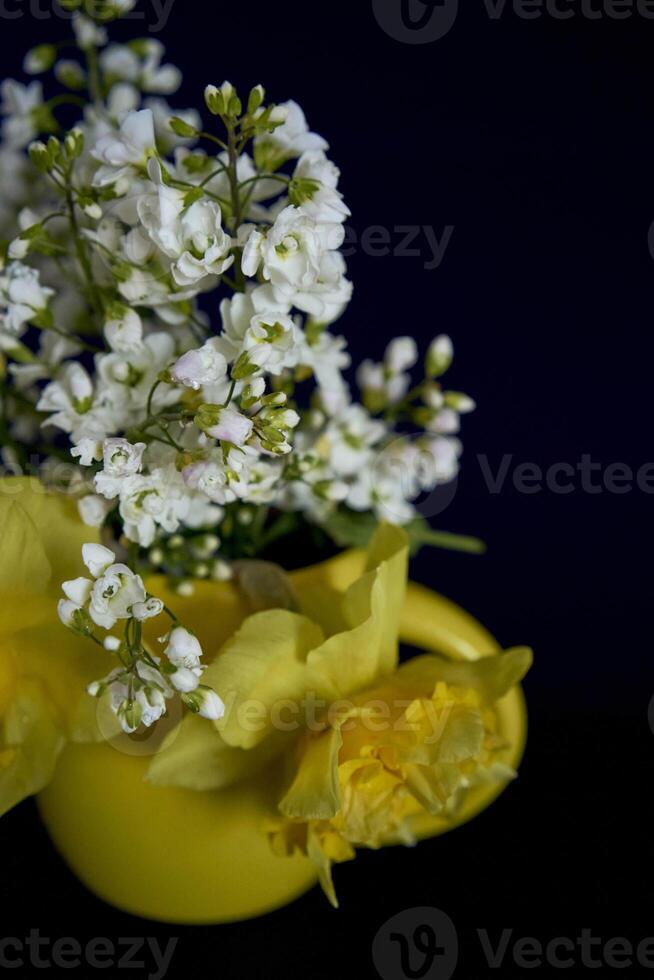 flower arrangement of yellow daffodils and white Arabis Caucasica in a yellow cup on a black background photo