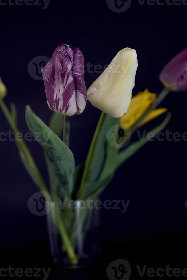 multicolored tulips on a black background in a minimalist style photo