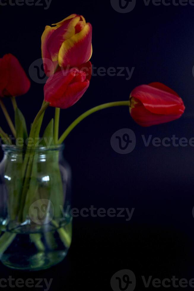 multicolored tulips on a black background in a minimalist style photo