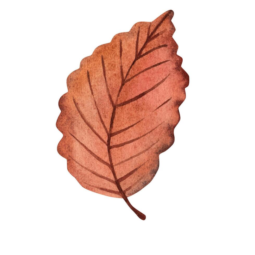 Autumn leaf. cartoon, hand drawing. Watercolor illustration vector