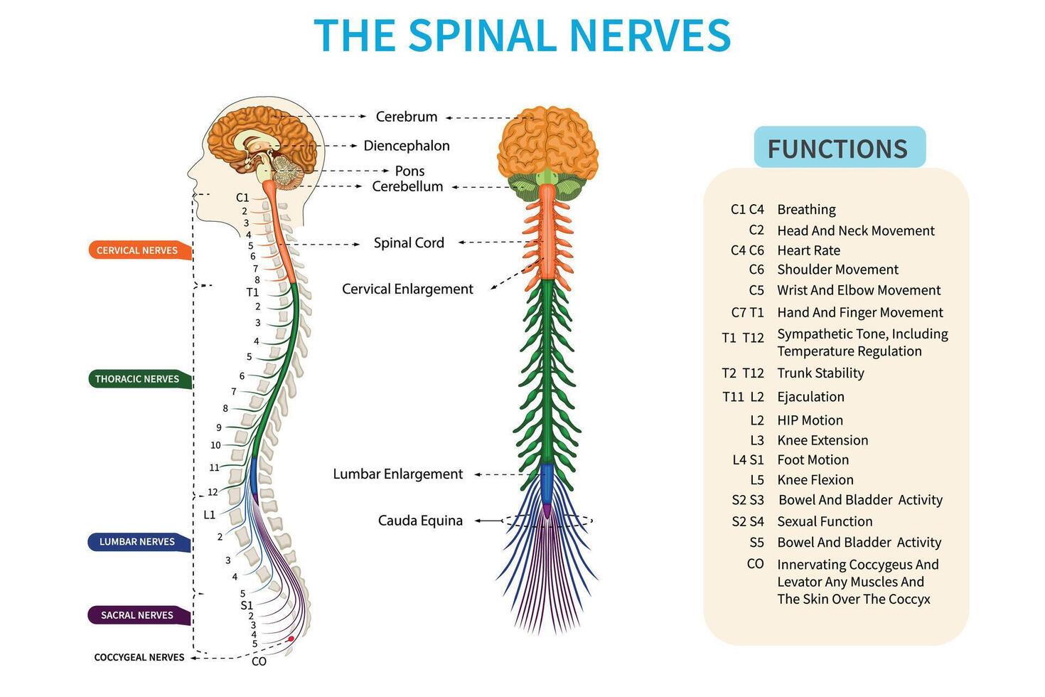 Spinal nerves transmitting sensations, controlling the body movements vector