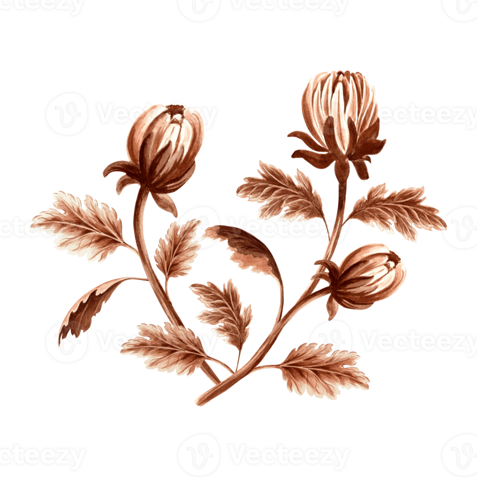 Flower chrysanthemum in watercolor, monochrome, isolated on white background. Hand drawn botanical illustration in brown color. Vintage floral drawing template for wallpaper, textile, scrapbooking. png