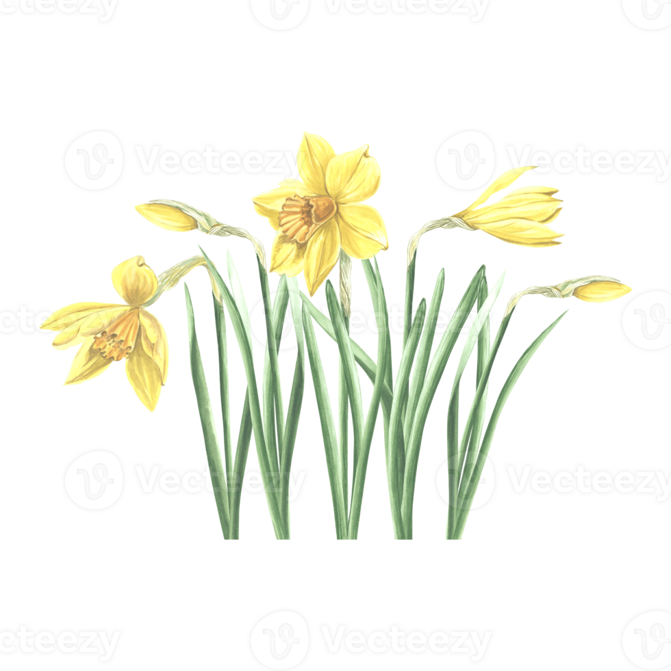Daffodil flowers isolated composition. Landscaping plant, spring yellow narcissus. Hand drawn watercolor botanical illustration. Template for greeting card, Mothers day, Easter, textile, scrapbooking. png