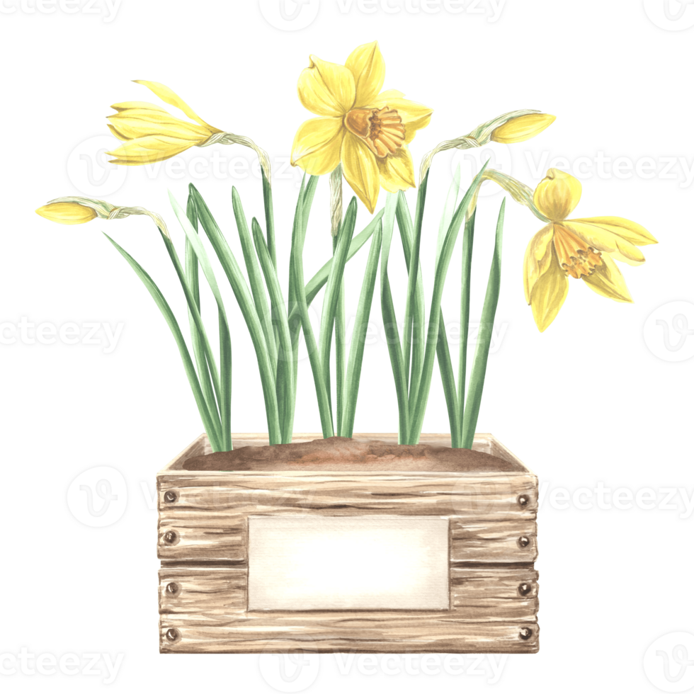 Yellow daffodils in crate with soil and sign. Landscaping plants, spring narcissus. Hand drawn watercolor illustration, isolated composition. Template for greeting card, packaging, sticker, printed. png