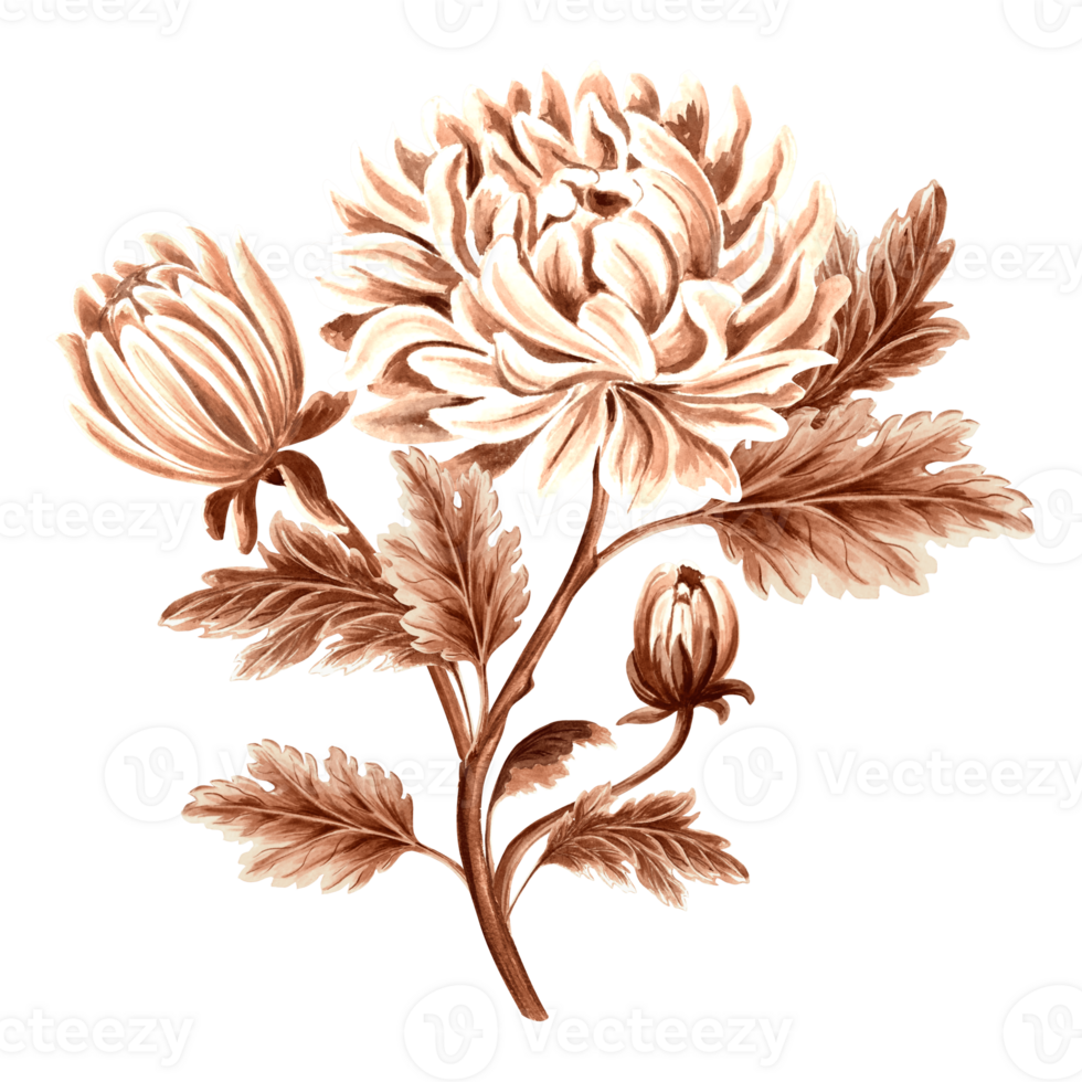 Flower chrysanthemum with leaves and bud in watercolor, monochrome, isolated. Hand drawn botanical illustration in brown color. Vintage floral drawing template for wallpaper, textile, scrapbooking. png