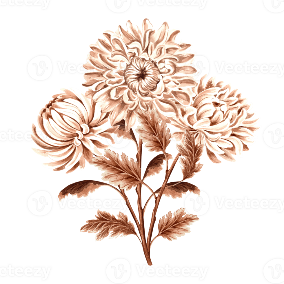 Chrysanthemum flower bouquet watercolor, monochrome, isolated on white background. Hand drawn botanical illustration brown color. Vintage floral drawing template for wallpaper, textile, scrapbooking. png