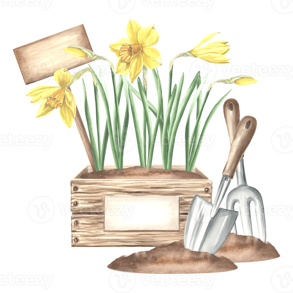 Daffodil flowers in crate with sign, butterfly, trowel and rake in soil. Gardening tools and supplies. Hand drawn watercolor illustration, isolated composition. Template for card, packaging, sticker. png
