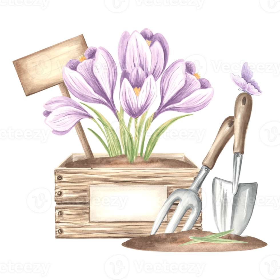 Crocuse flowers in crate with sign, butterfly, trowel and rake in soil. Gardening tools and supplies. Hand drawn watercolor illustration, isolated composition. Template for card, packaging, sticker. png