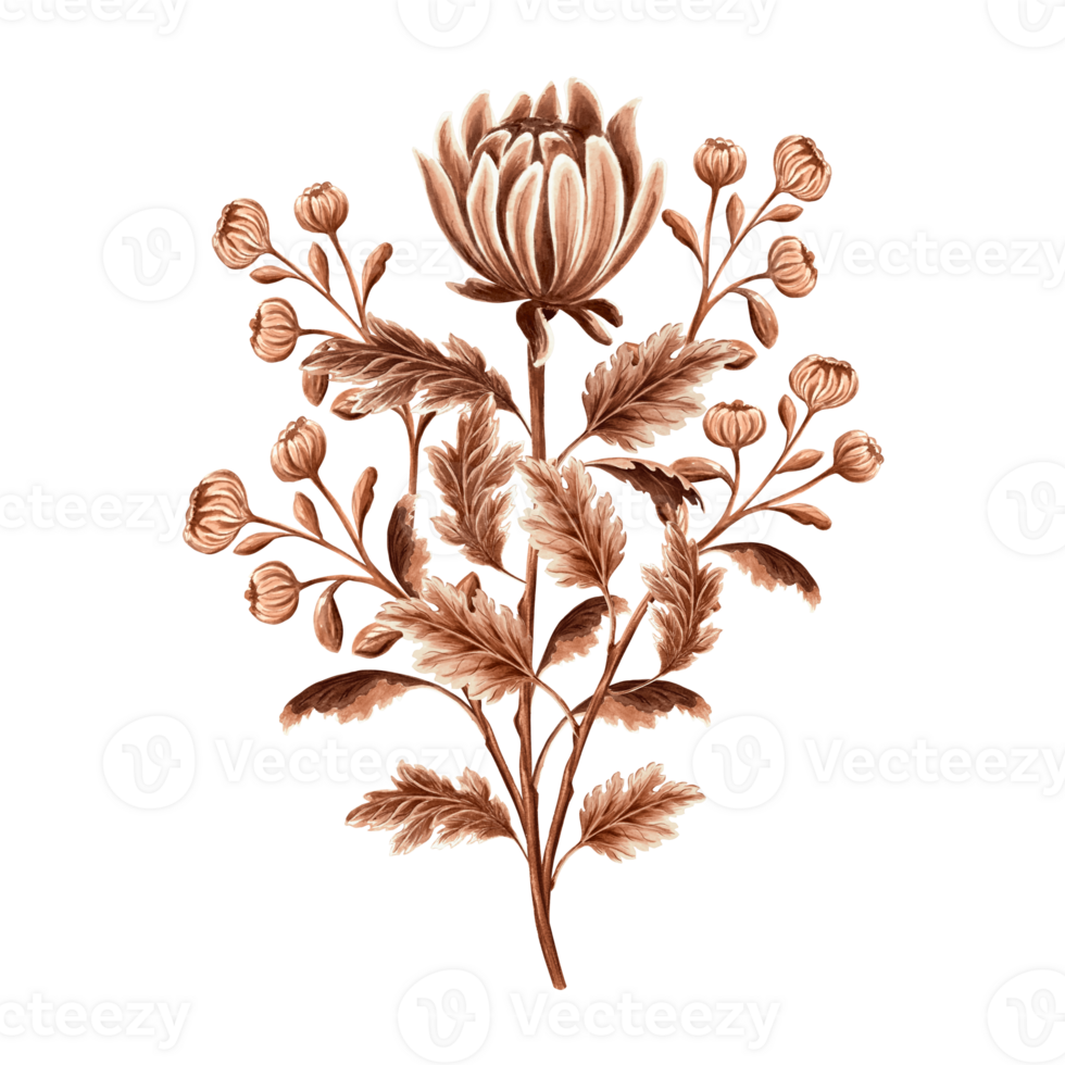 Flower chrysanthemum in watercolor, monochrome, isolated on white background. Hand drawn botanical illustration in brown color. Vintage floral drawing template for wallpaper, textile, scrapbooking. png