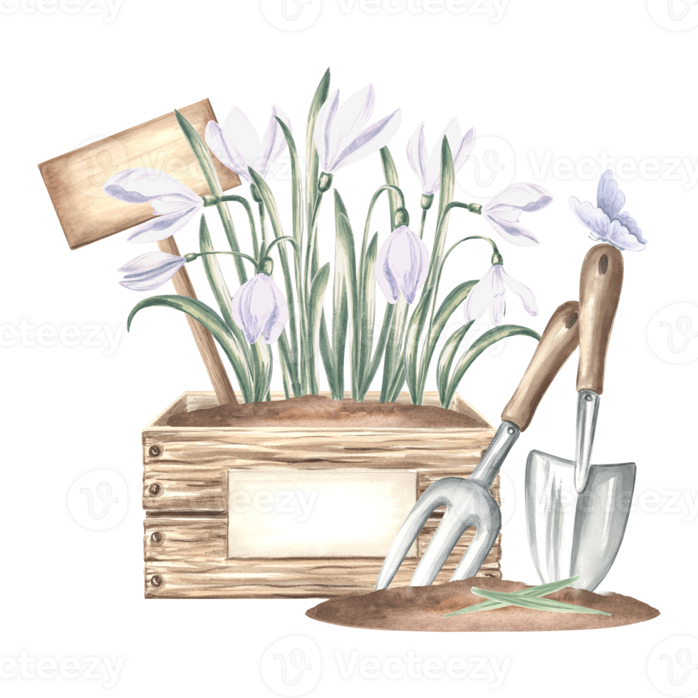 Snowdrop flowers in crate with sign, butterfly, trowel and rake in soil. Gardening tools and supplies. Hand drawn watercolor illustration, isolated composition. Template for card, packaging, sticker. png