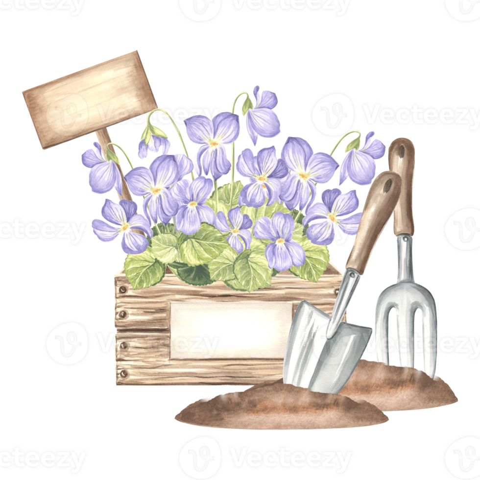 Violet flowers in crate with sign, butterfly, trowel and rake in soil. Gardening tools, supplies. Hand drawn watercolor illustration pansy, isolated composition. Template for card, packaging, sticker. png