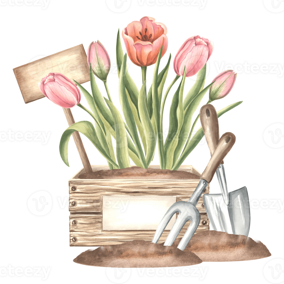 Tulip pink flowers in crate with sign, trowel and rake in soil. Gardening tools and supplies. Hand drawn watercolor illustration, spring isolated composition. Template for card, packaging, sticker. png