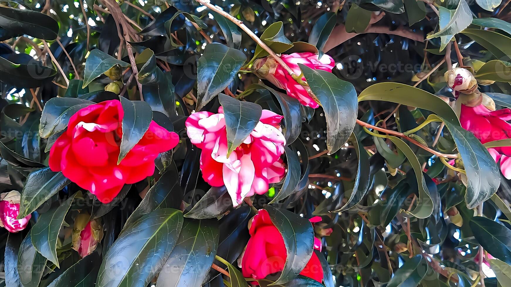 Red and white camellia winter flowers Camellia is a flower native to Japan. It has been deeply rooted in Japanese life since ancient times. photo