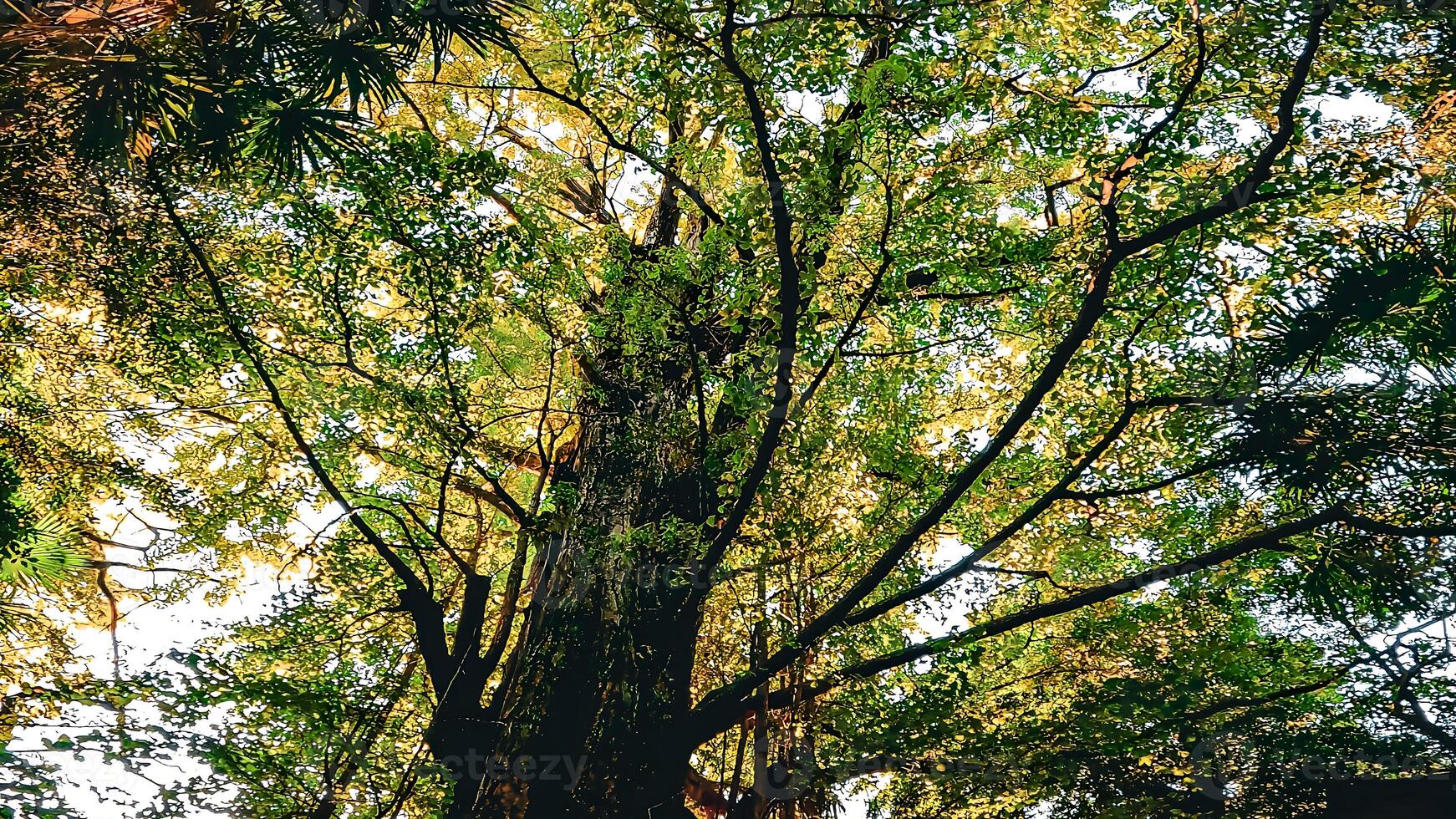 sagrado árbol en el Acercarse a el santuario.oji santuario es un santuario situado en oji honmachi, kita pabellón, tokio, Japón. foto