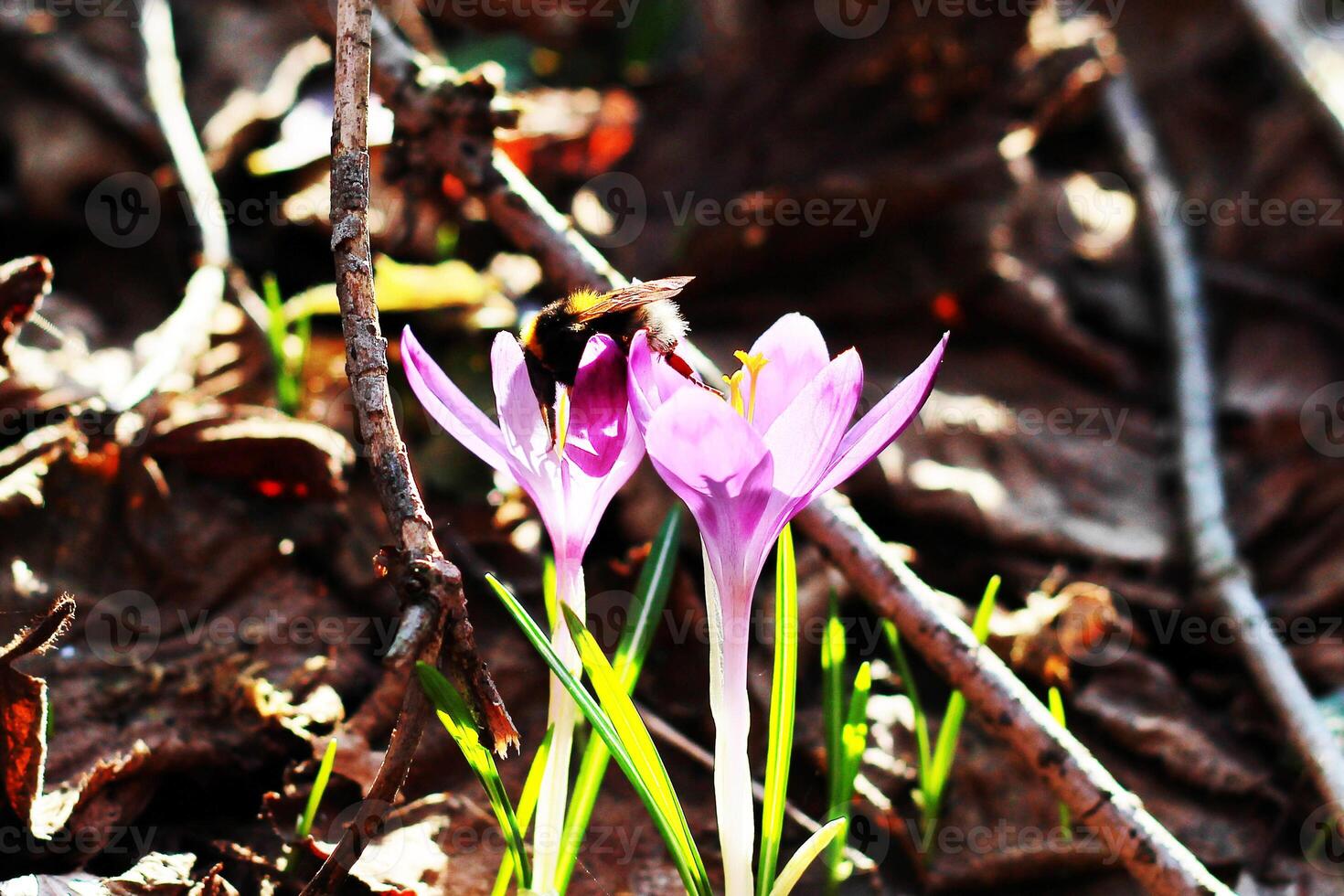 Purple crocus growing in an old forest in dry leaves. Crocuses. Restoration of land. photo
