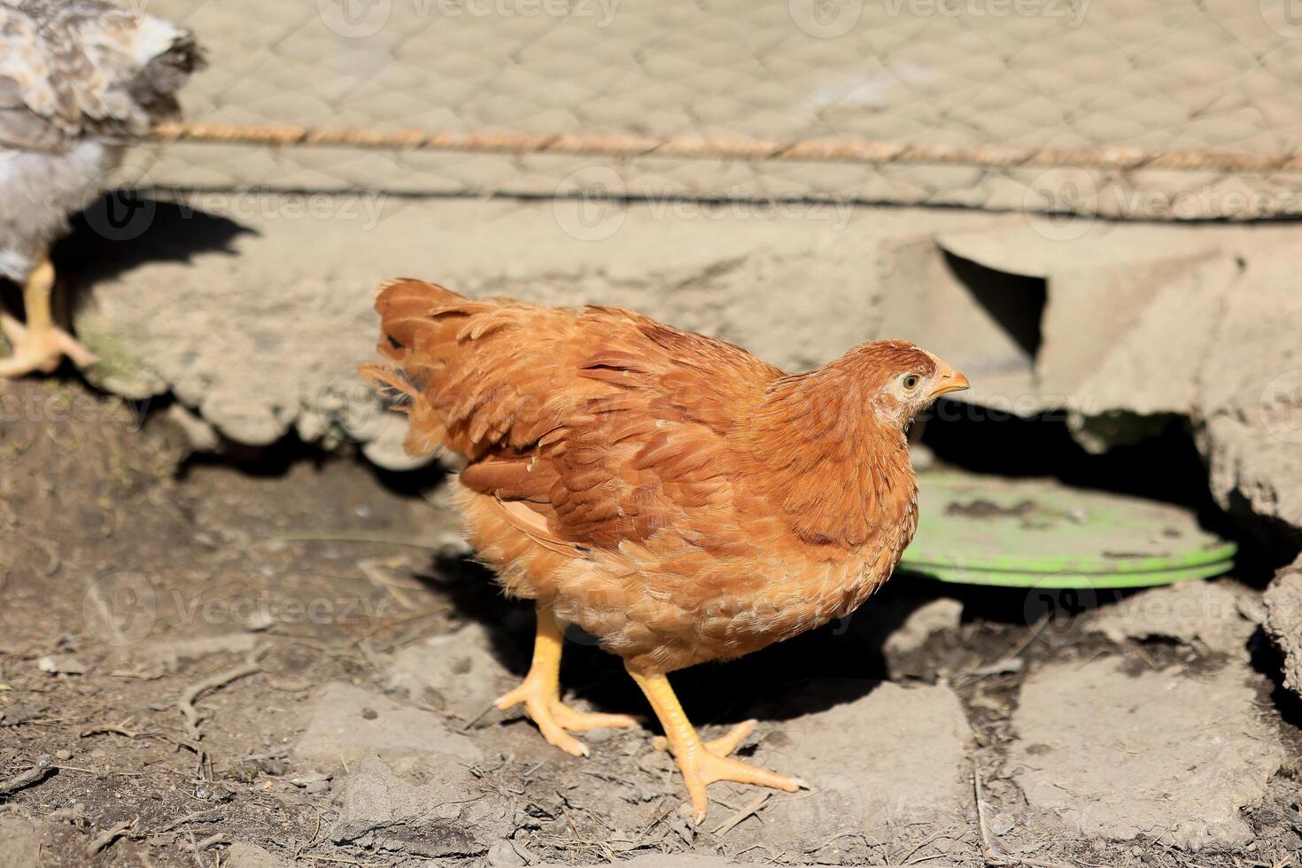 One chicken in the photo. Free range chickens pecking in the grass, looking for food on a sunny day. Home farm. Domestic chickens. Summer day on the farm. Portrait of a chicken. photo