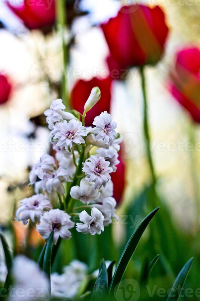 Blooming white hyacinth with a pink core, against a background of red tulips photo