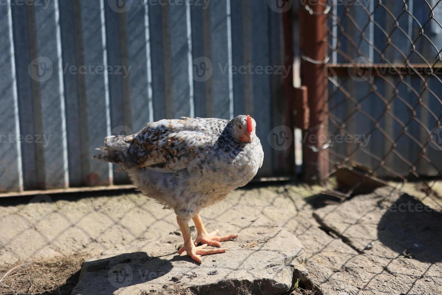One chicken in the photo. Free range chickens pecking in the grass, looking for food on a sunny day. Home farm. Domestic chickens. Summer day on the farm. Portrait of a chicken. photo