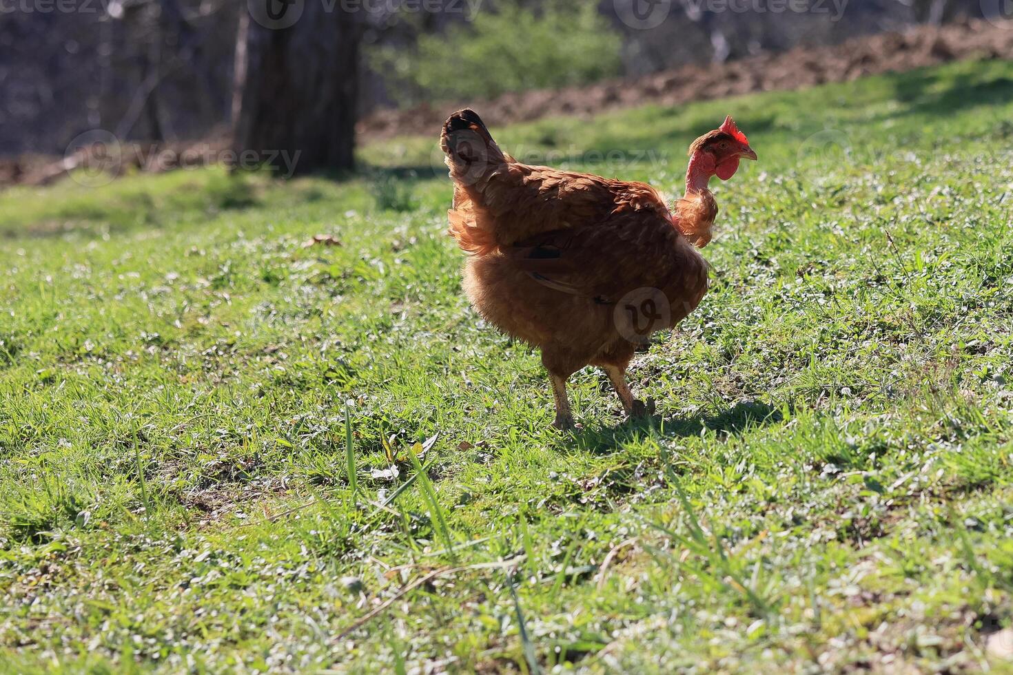 One chicken in the photo. Free range chickens pecking in the grass, looking for food on a sunny day. Home farm. Domestic chickens. Summer day on the farm. Portrait of a chicken. photo