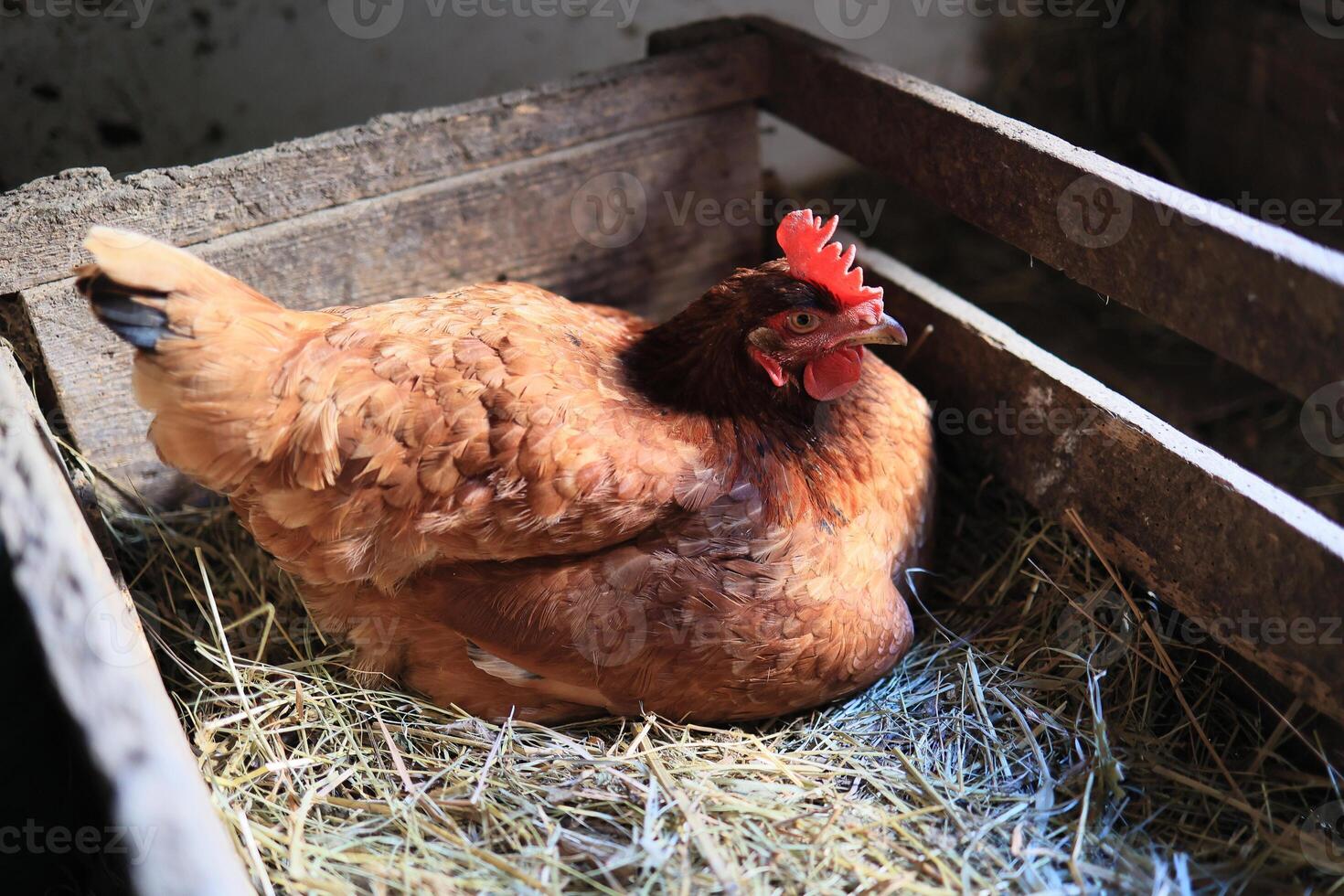 hen hatching eggs in nest of straw inside a wooden chicken coop. Brown hen sits on the eggs in hay inside chicken coop photo