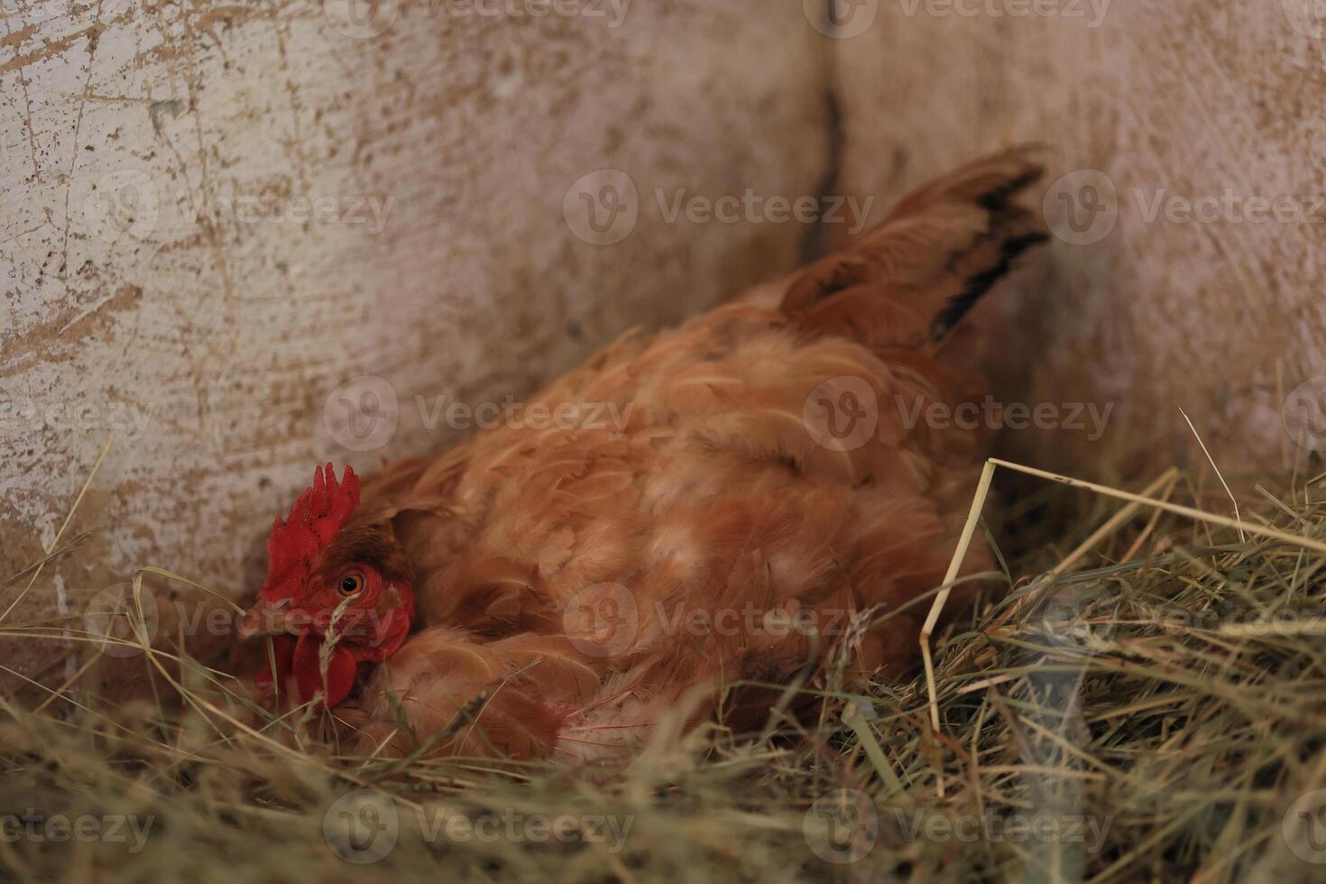 hen hatching eggs in nest of straw inside a wooden chicken coop. Brown hen sits on the eggs in hay inside chicken coop photo