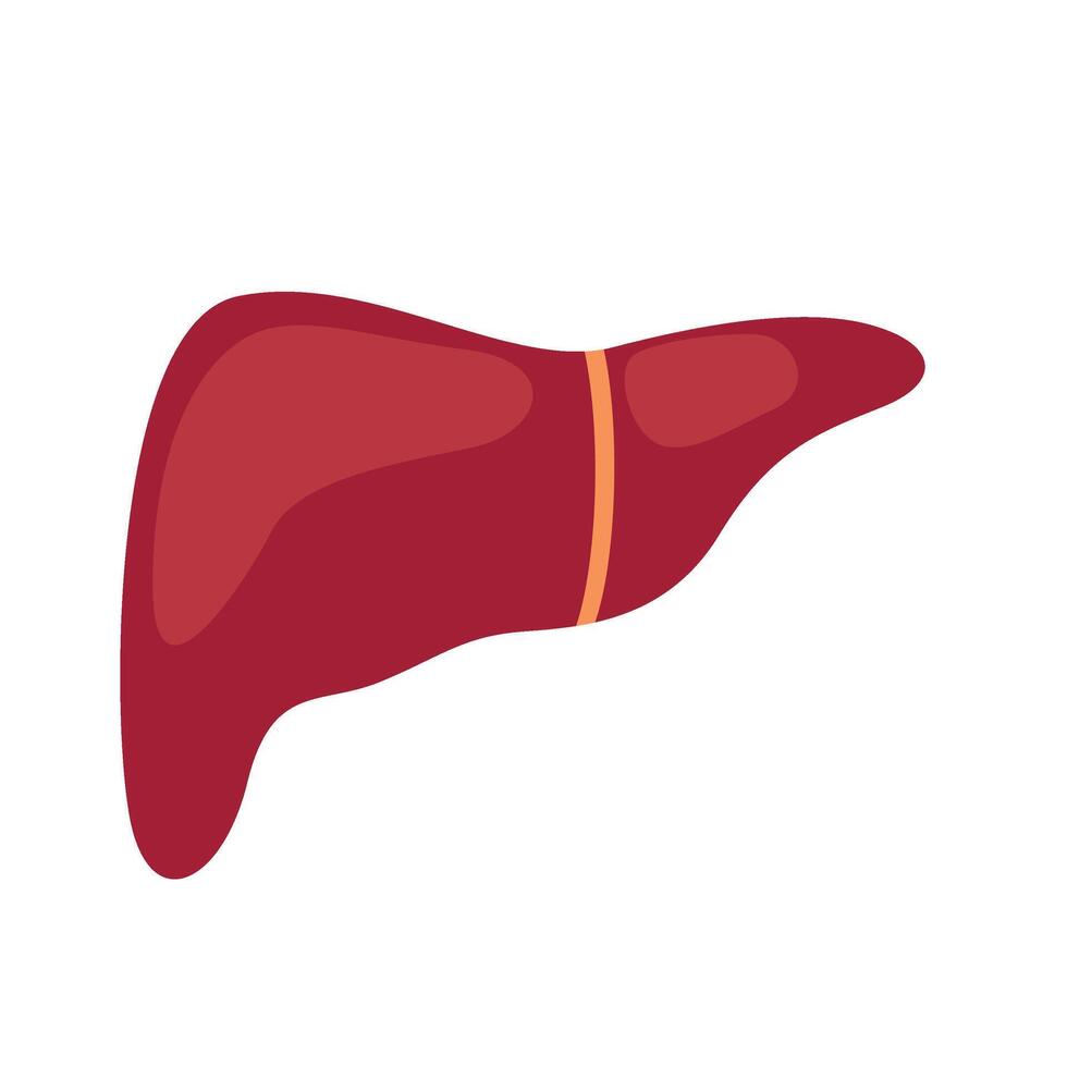 liver human organ vector