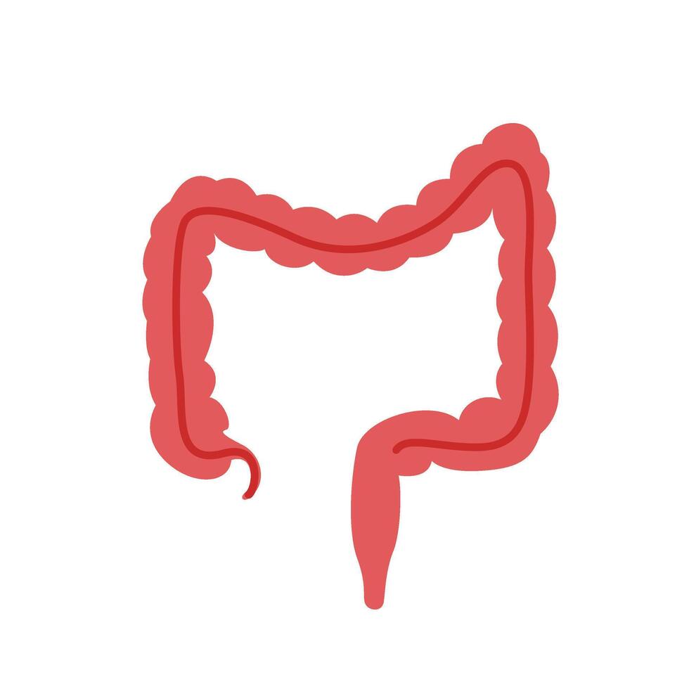 intestines human organ vector