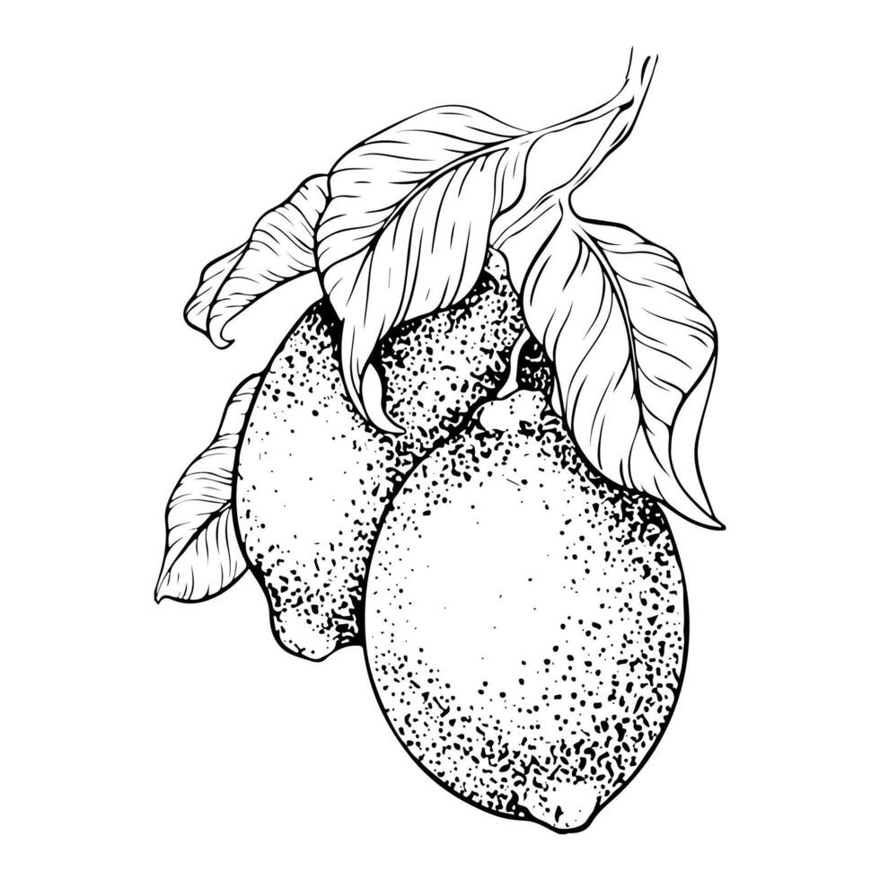 mano dibujado rama de limón frutas y hojas. bosquejo ilustración. negro tinta contorno de agrios. aislado en blanco antecedentes. diseño para menú, paquete, cosmético, textil vector