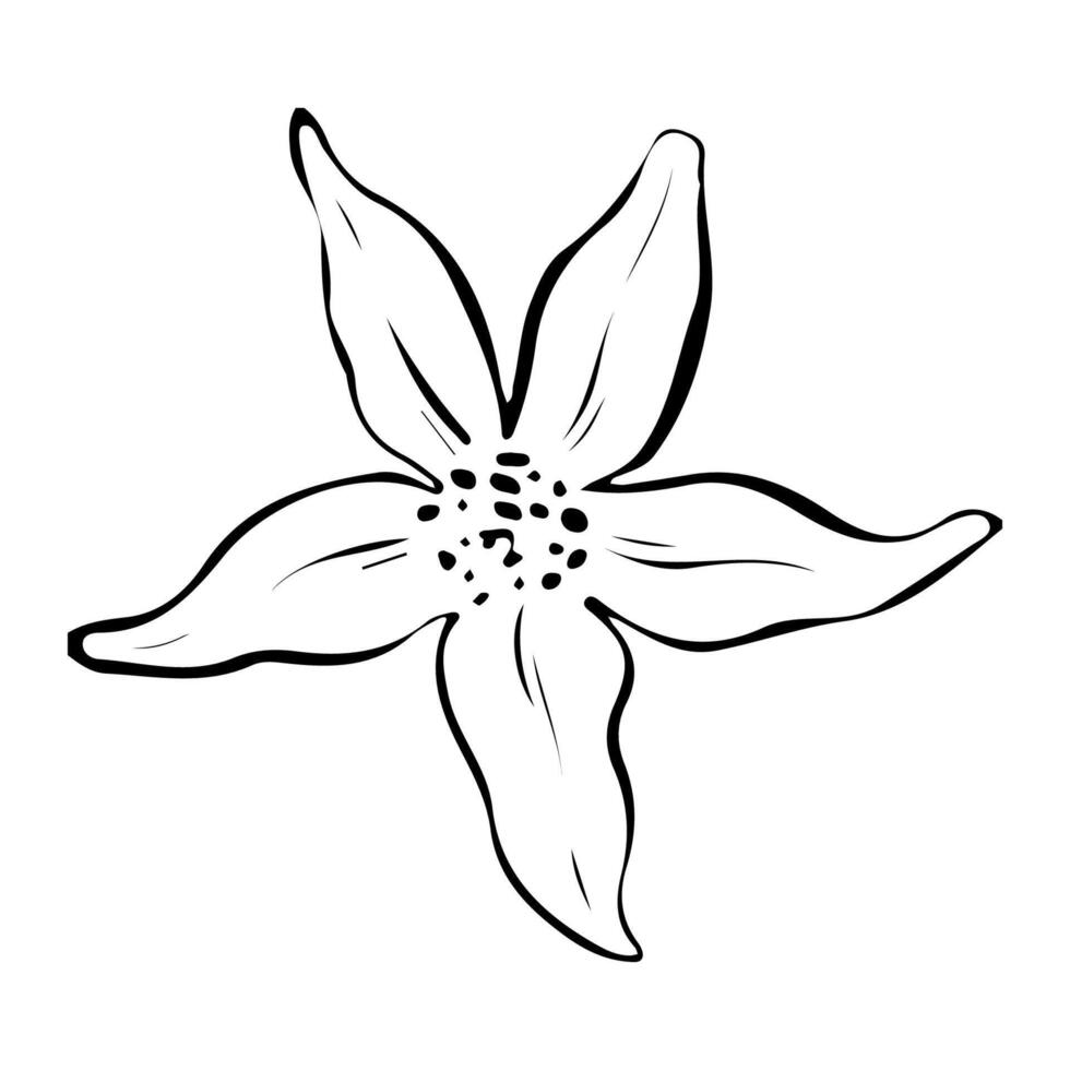 Simple flower. Black outline ink of wildflower. Sketch Hand drawn illustration. Isolated on white background. floral elements for package, cosmetic, textile, logo vector