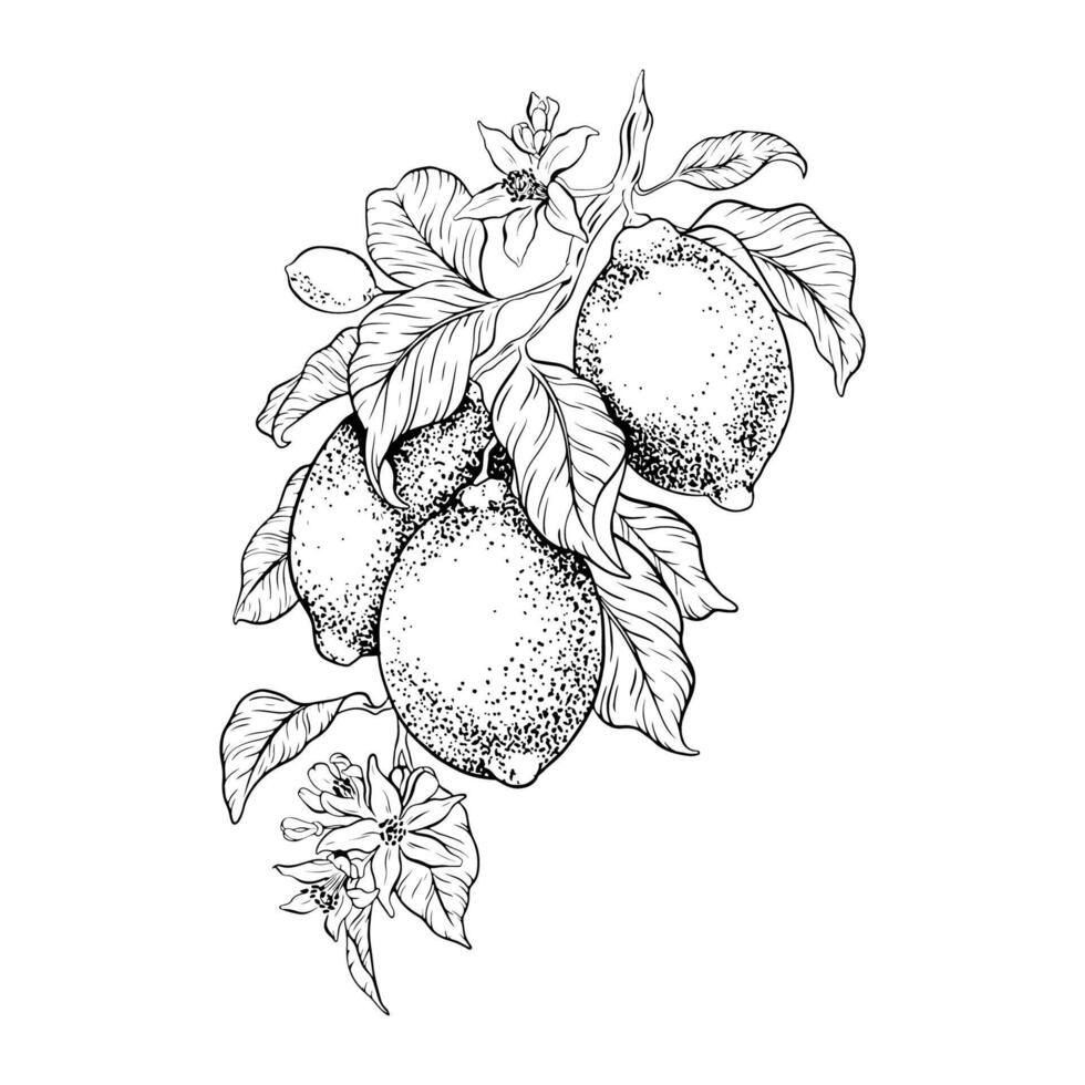 mano dibujado rama de limón frutas, hojas y flores bosquejo ilustración. negro tinta contorno de agrios. aislado en blanco antecedentes. diseño para menú, paquete, cosmético, textil vector