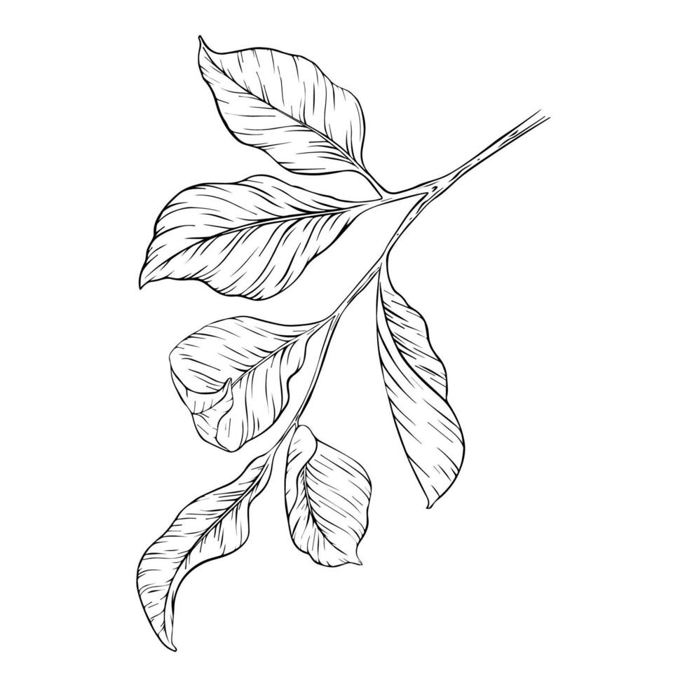 Branch with leaves. Black outline ink of foliage. Sketch Hand drawn illustration. Isolated on white background. botanical elements for package, cosmetic, textile, logo vector
