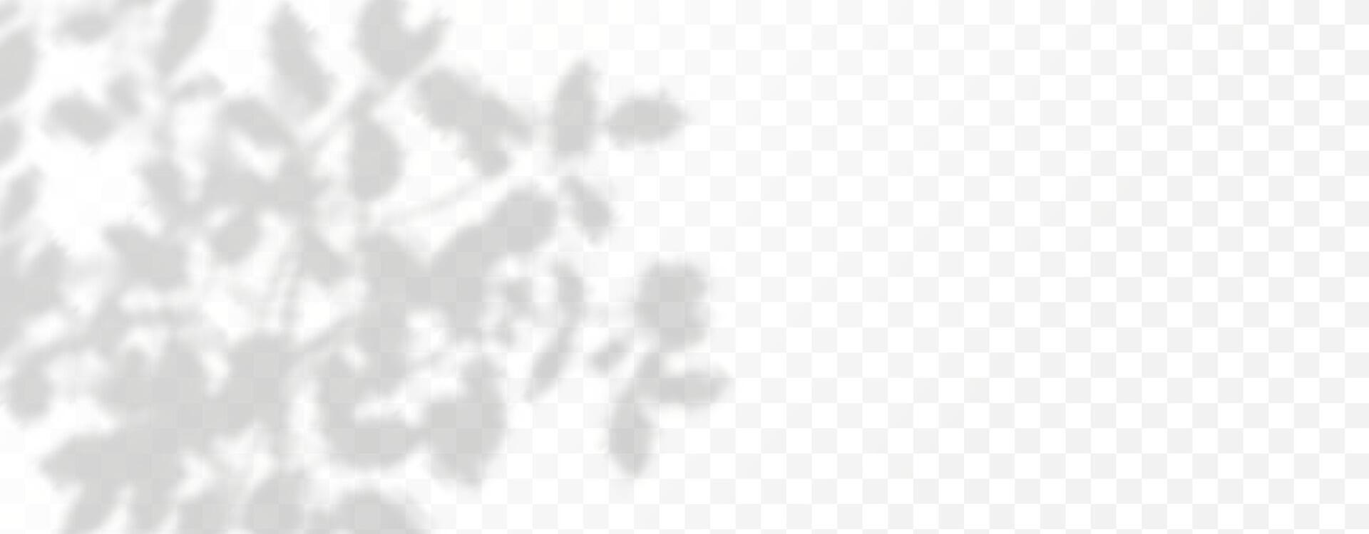 Glare from the sun's rays on the wall. Blurred shadows from leaves and plants in the room. Soft overlay of natural light. Abstract background for product presentation.Natural light layout. vector