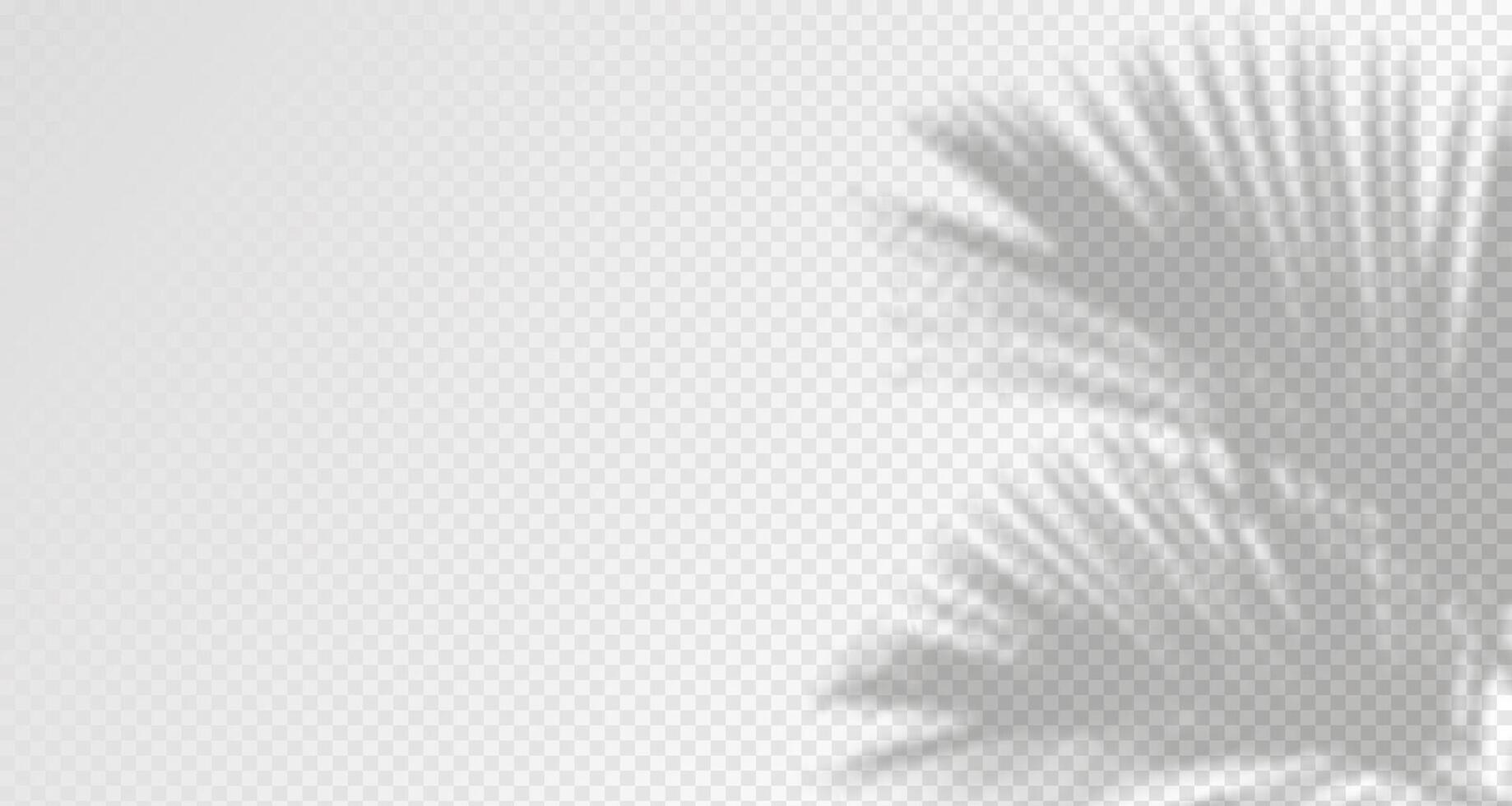 Glare from the sun's rays on the wall. Blurred shadows from leaves and plants in the room. Soft overlay of natural light. Abstract background for product presentation.Natural light layout. vector