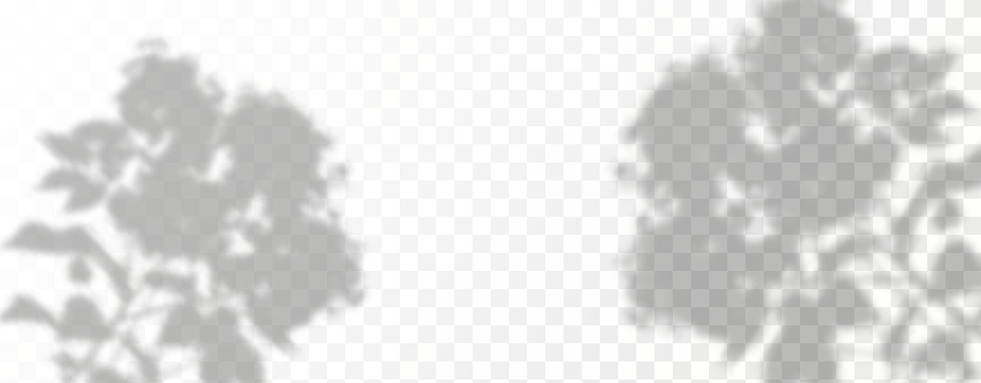 Glare from the sun's rays on the wall. Blurred shadows from leaves and plants in the room. Soft overlay of natural light. Abstract background for product presentation.Natural light layout. vector