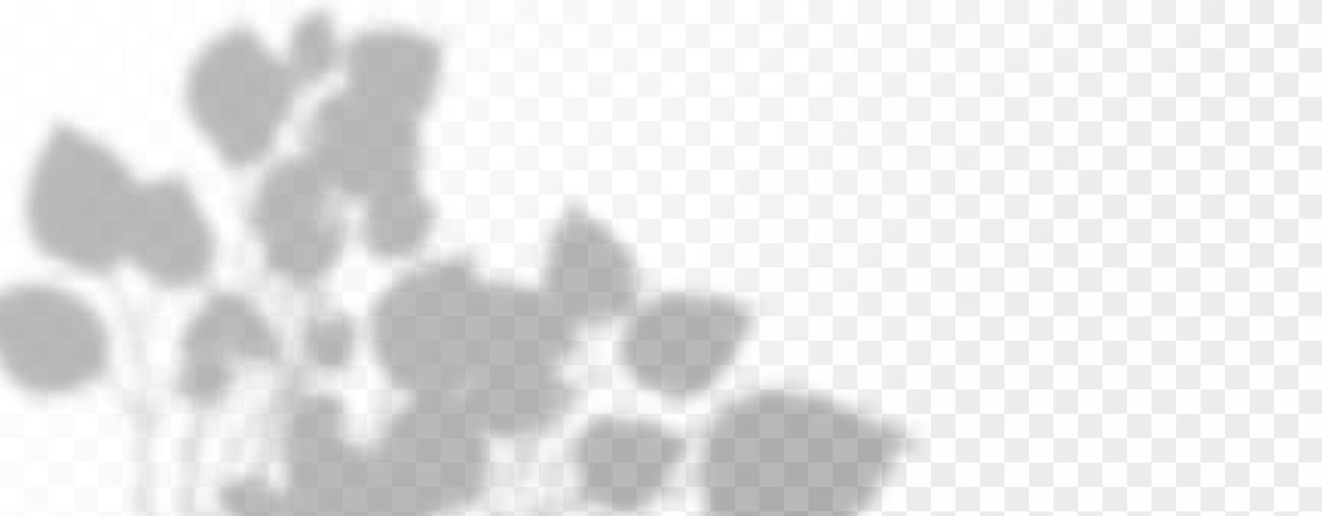 Glare from the sun's rays on the wall. Blurred shadows from leaves and plants in the room. Soft overlay of natural light. Abstract background for product presentation.Natural light layout. vector