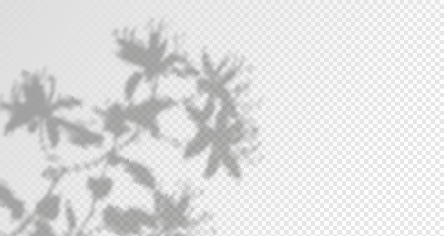 Glare from the sun's rays on the wall. Blurred shadows from leaves and plants in the room. Soft overlay of natural light. Abstract background for product presentation.Natural light layout. vector
