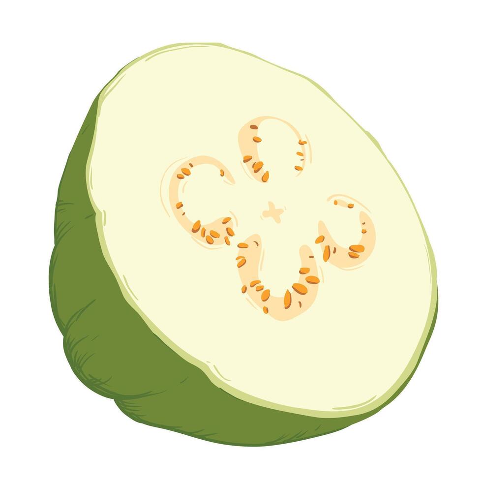 Guava, illustration of tropical green fruits. The flesh is white, the skin is green. A clipart highlighted on a white background. vector