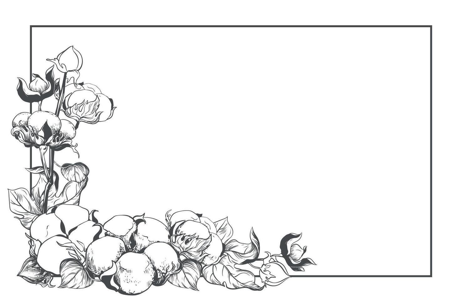Rectangular horizontal frame with cotton flowers and space for text. Linear sketch of white cotton balls, leaves and branches. Retro ink illustration. Design for label, tag, wedding invitation. vector