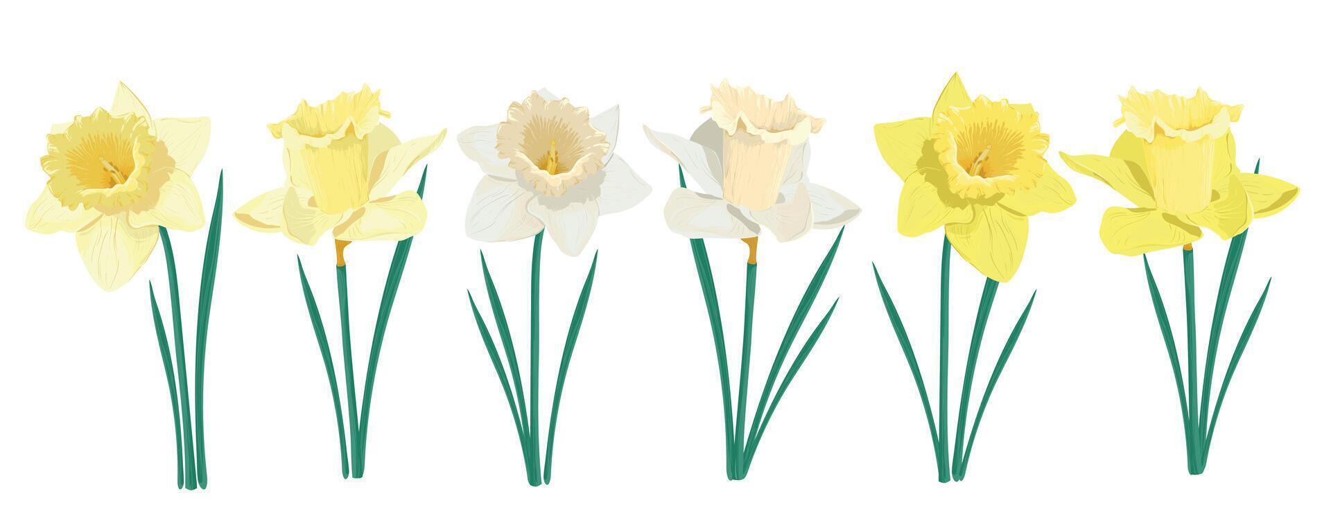 Spring yellow flowers. yellow narcissuses. vector