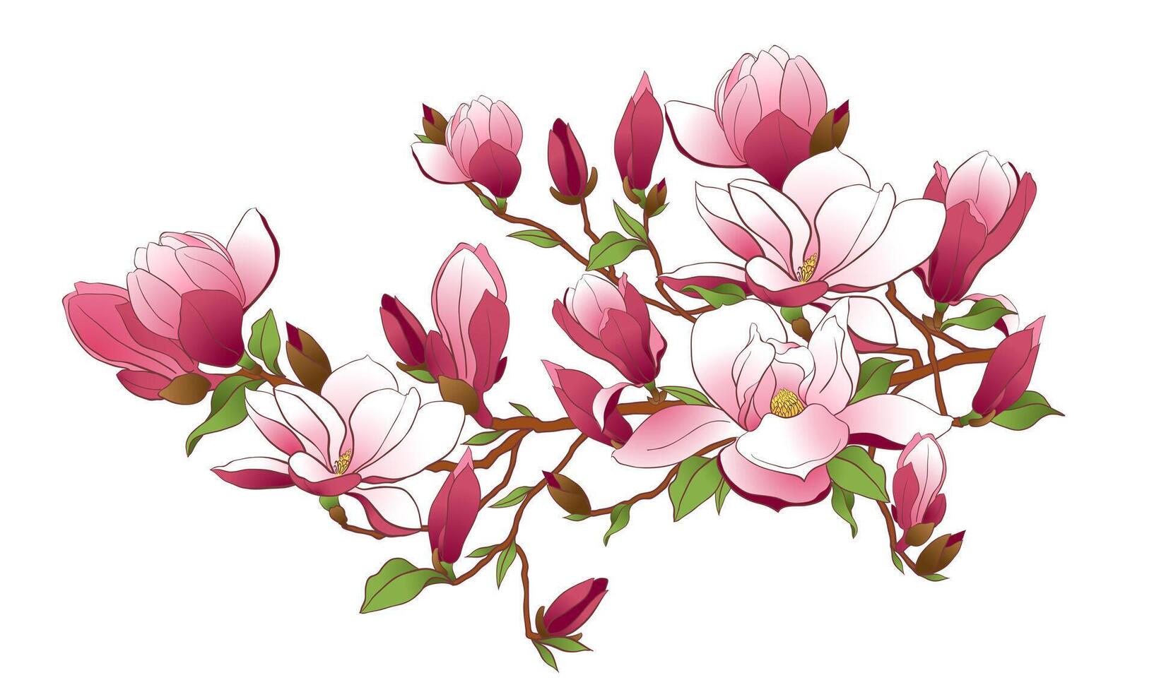 Magnolia branch isolated on a white background. Spring pink flowers, buds and leaves. illustration for making wedding invitations, congratulations on international women's day. vector