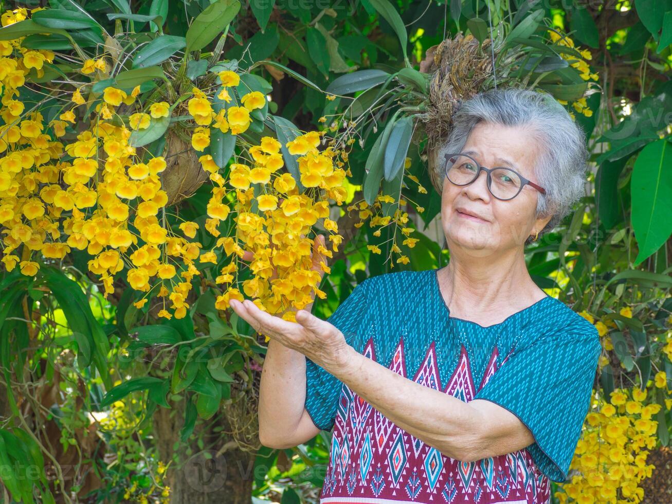 Portrait of an elderly Asian woman wearing glasses, smiling and looking at the camera while standing with yellow orchids or Dendrobium lindleyi in a garden. photo