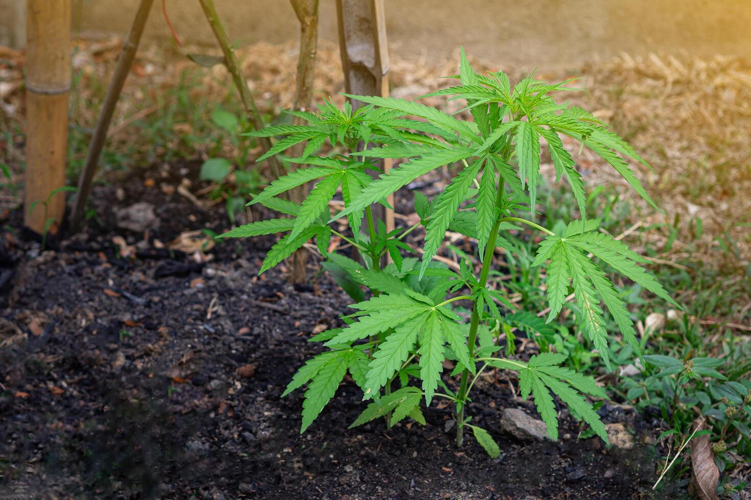 Cannabis plant growing at outdoors marijuana farm. The texture of marijuana leaves. Close-up photo with copy space for text. Concept of cannabis plantation for medical