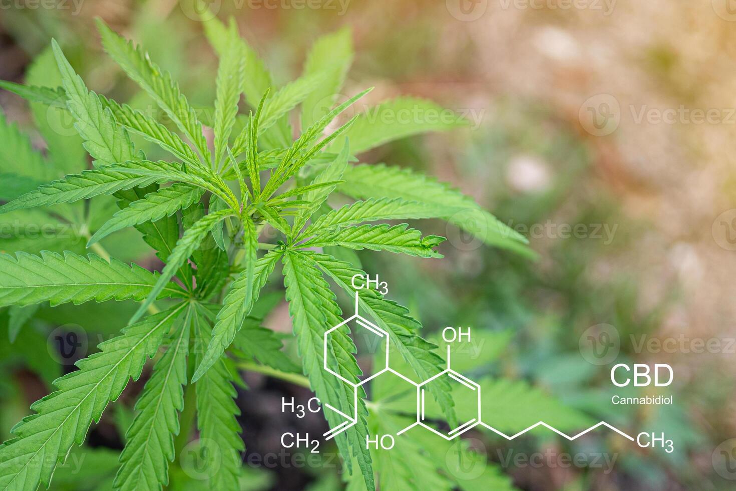 Cannabis plant growing at the outdoor farm. The texture of marijuana leaves with the image of the formula CBD. photo