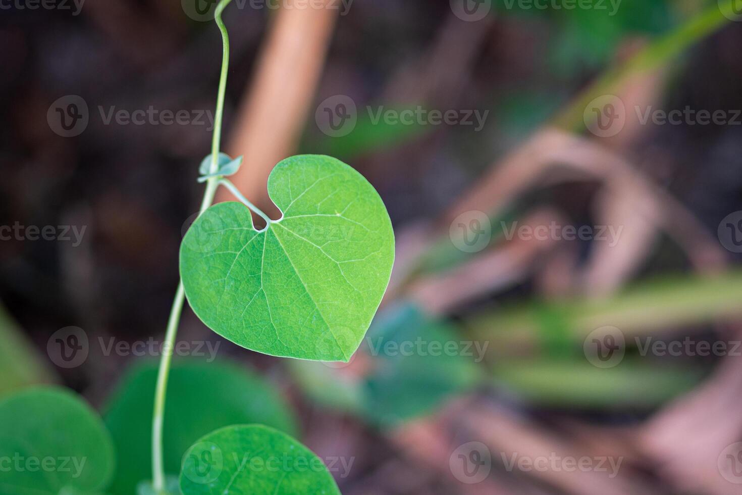 Close-up photo of heart shape green leaf against nature background and sunlight in a garden. Space for text. Concept of love and nature