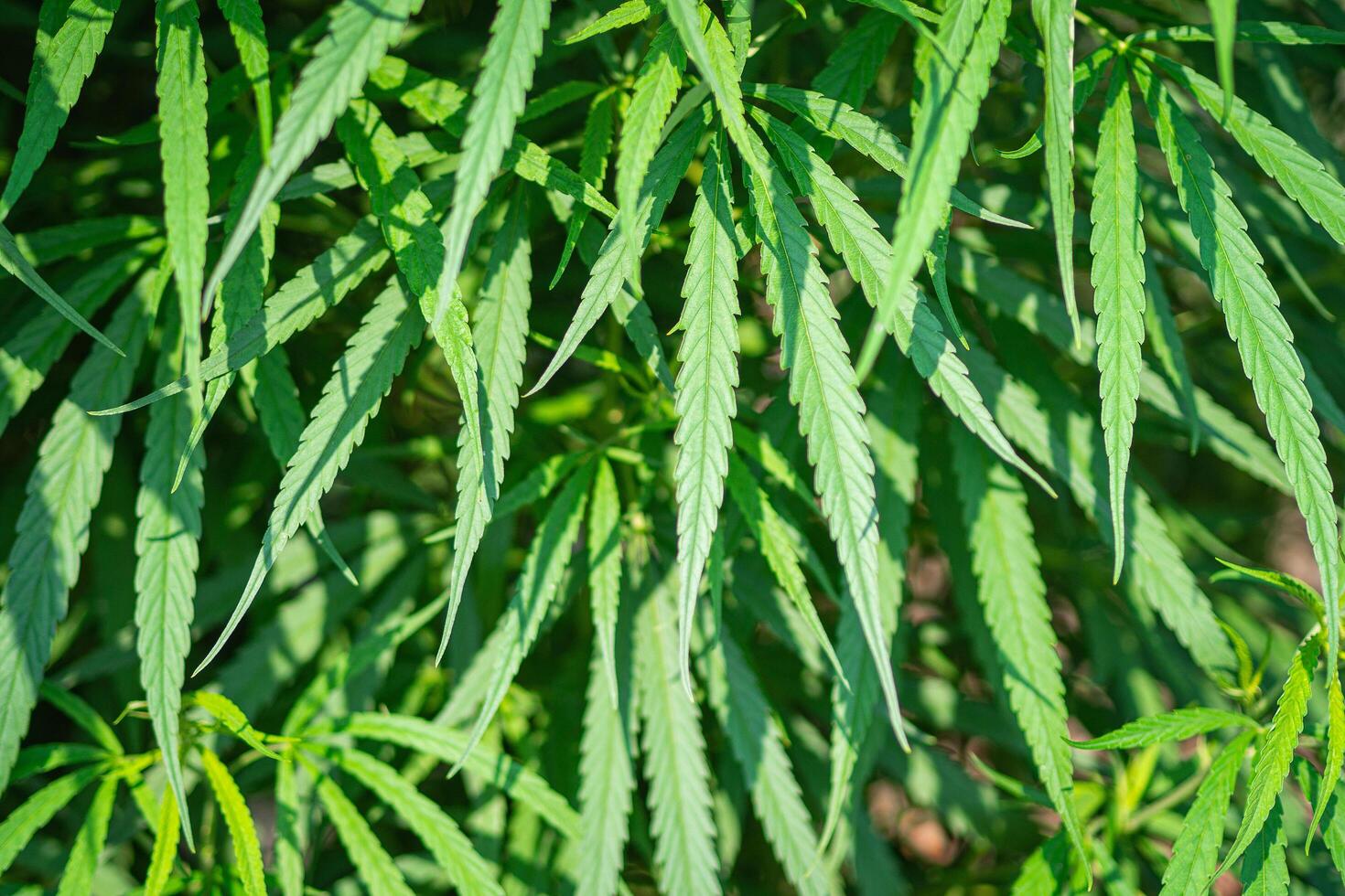 Close-up of cannabis plant growing at an outdoor marijuana farm. The texture of marijuana leaves. Concept of cannabis plantation for medical photo