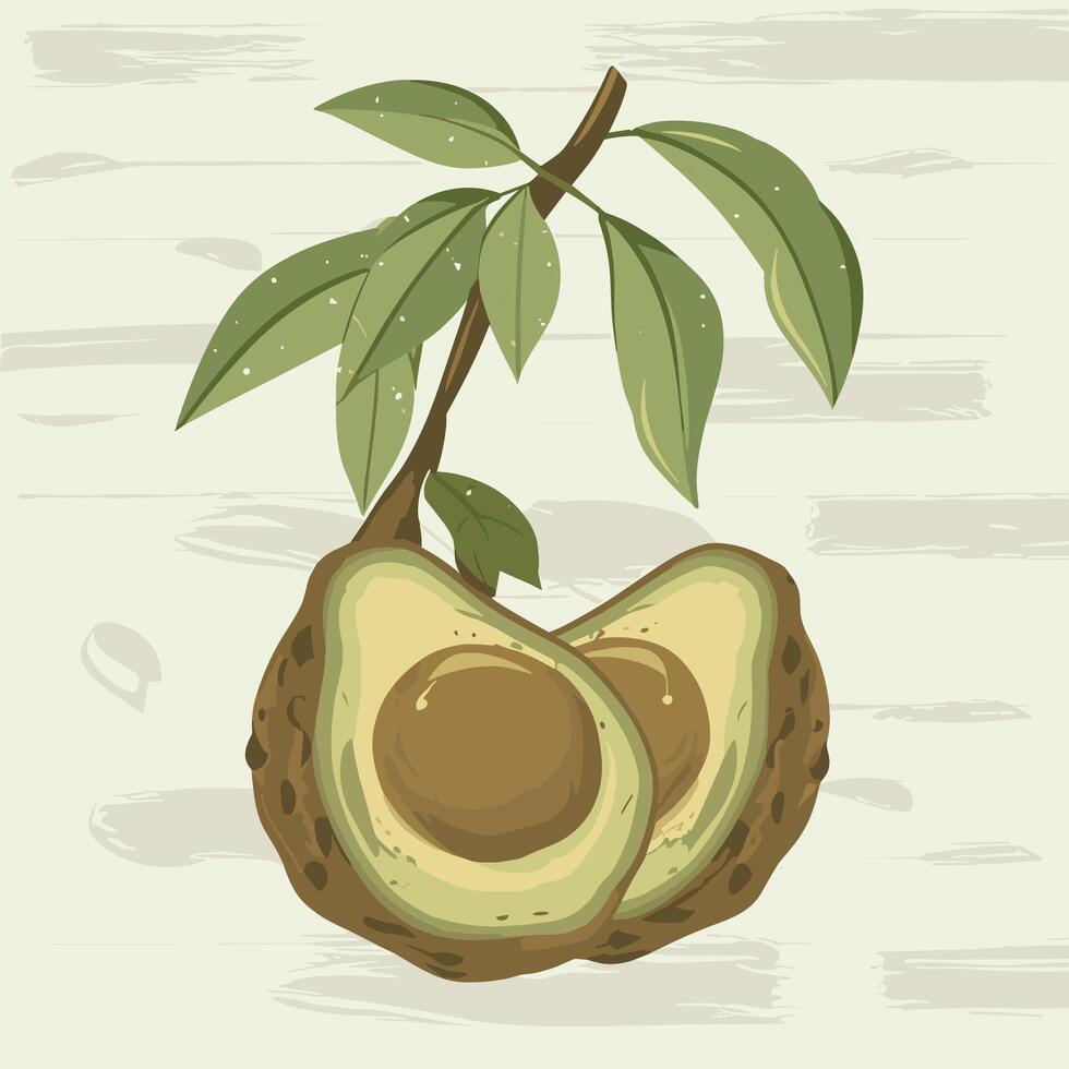 avocado fruit illustration vector