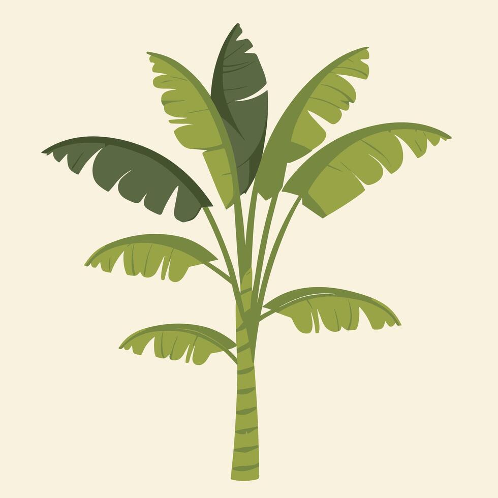 banana tree illustration vector