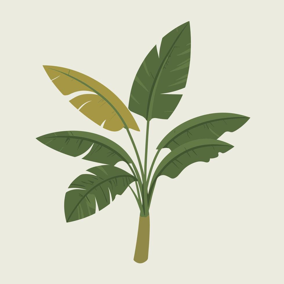 banana tree illustration vector