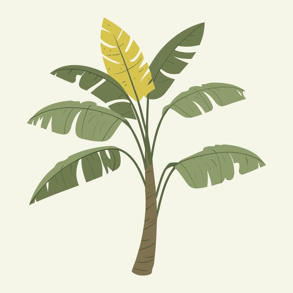 banana tree illustration vector